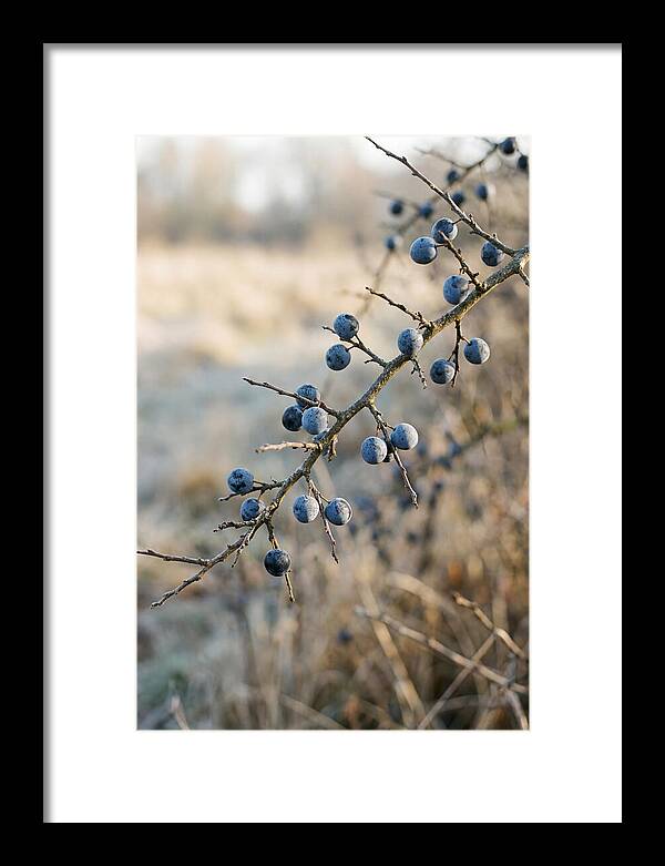 Sloe Berries With Blue Bloom