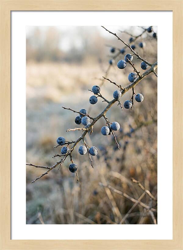 Sloe Berries With Blue Bloom