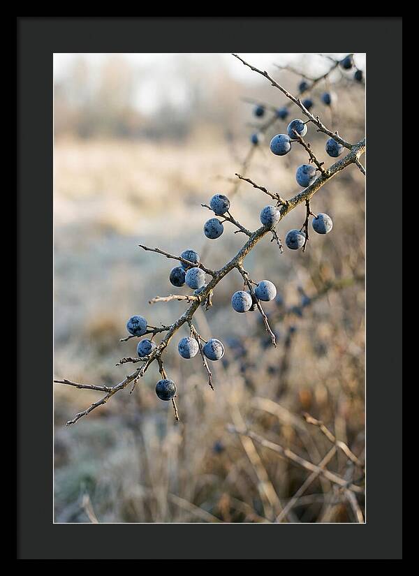 Sloe Berries With Blue Bloom