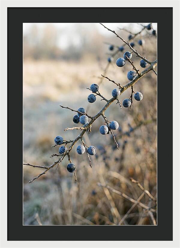 Sloe Berries With Blue Bloom