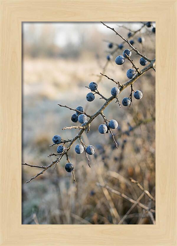 Sloe Berries With Blue Bloom