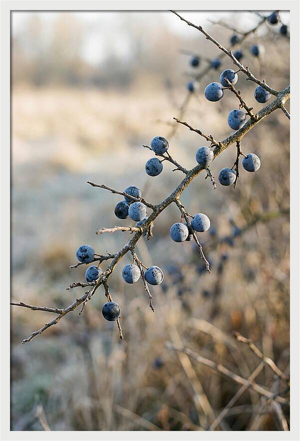 Sloe Berries With Blue Bloom