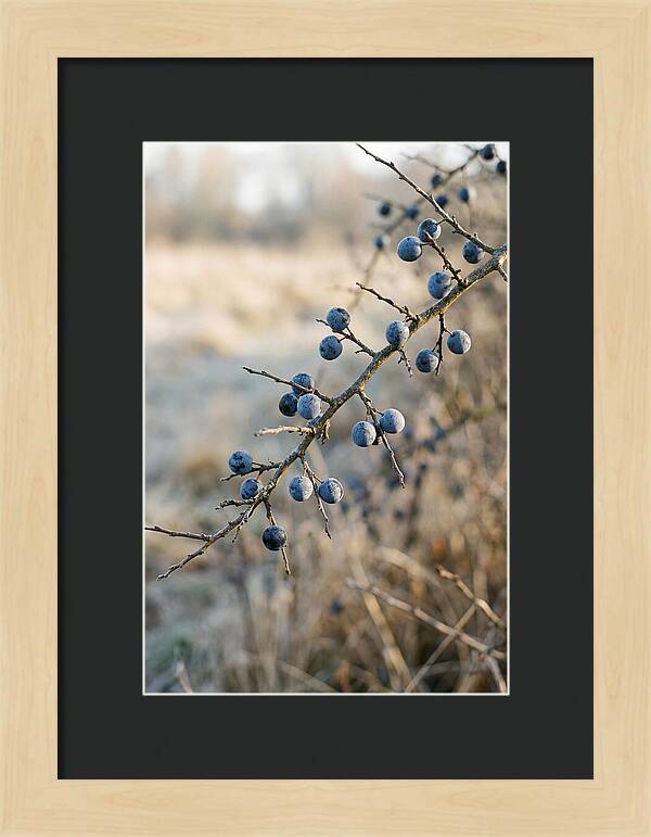 Sloe Berries With Blue Bloom