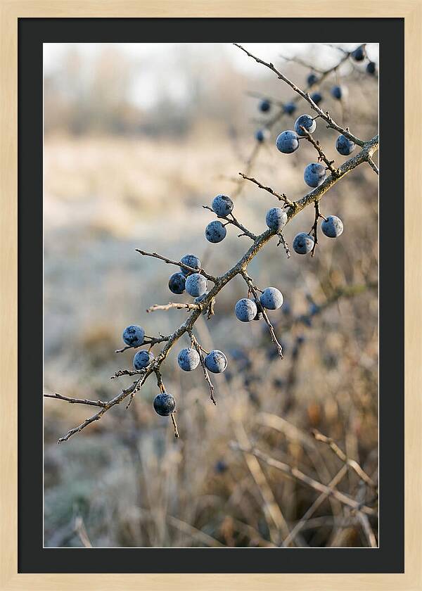 Sloe Berries With Blue Bloom