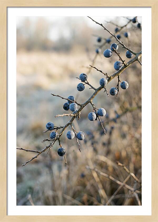 Sloe Berries With Blue Bloom