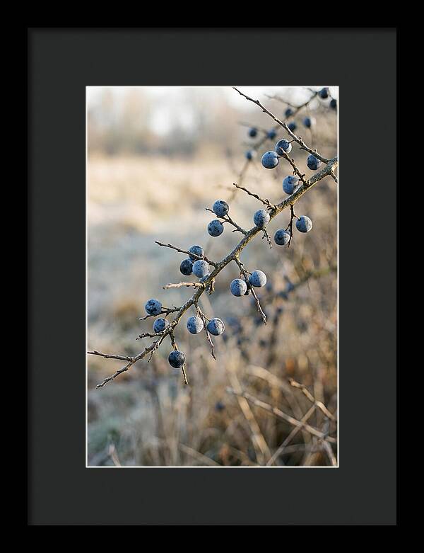Sloe Berries With Blue Bloom