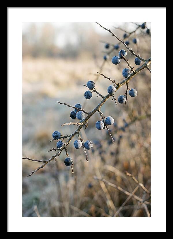 Sloe Berries With Blue Bloom