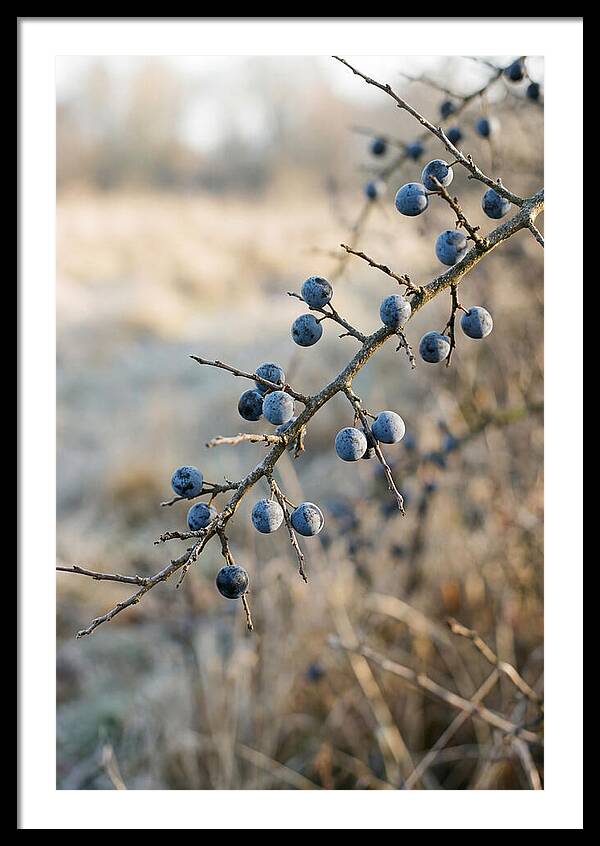 Sloe Berries With Blue Bloom
