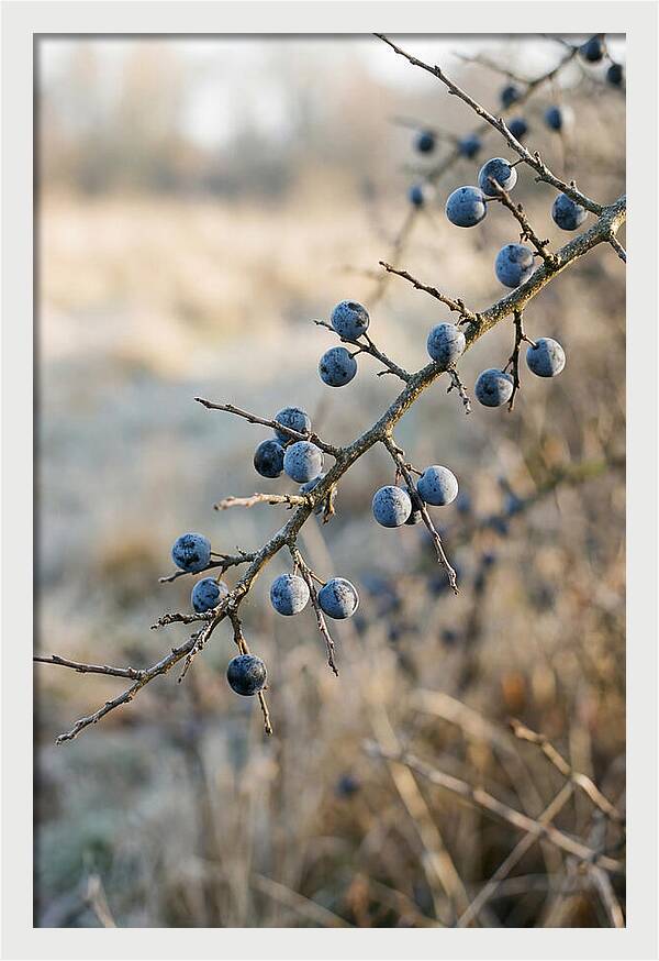 Sloe Berries With Blue Bloom
