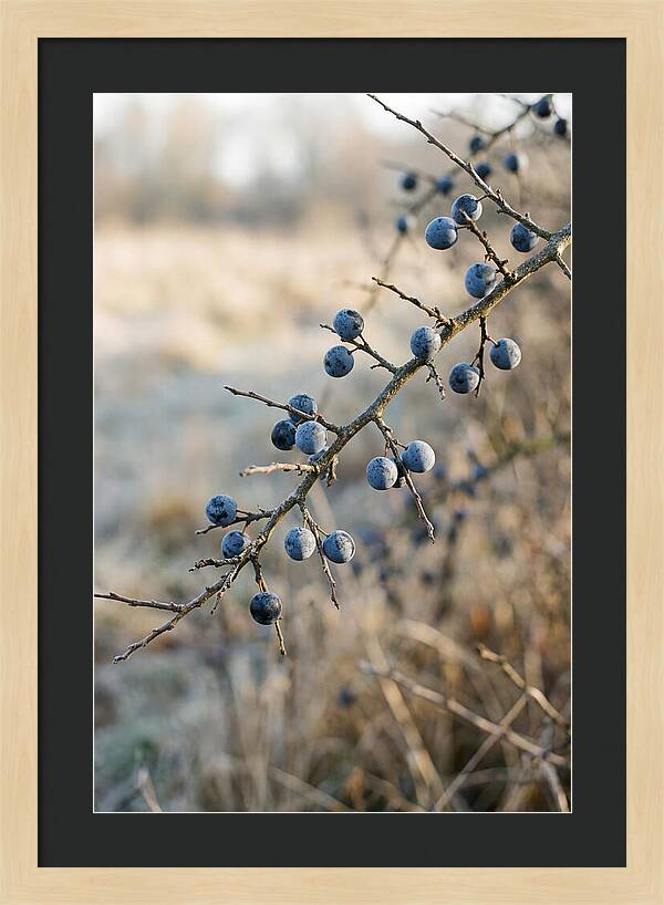 Sloe Berries With Blue Bloom