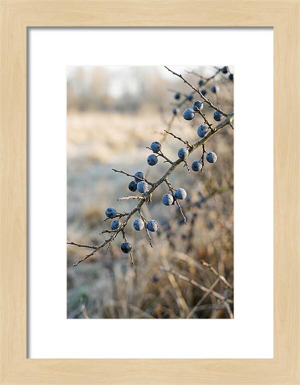 Sloe Berries With Blue Bloom