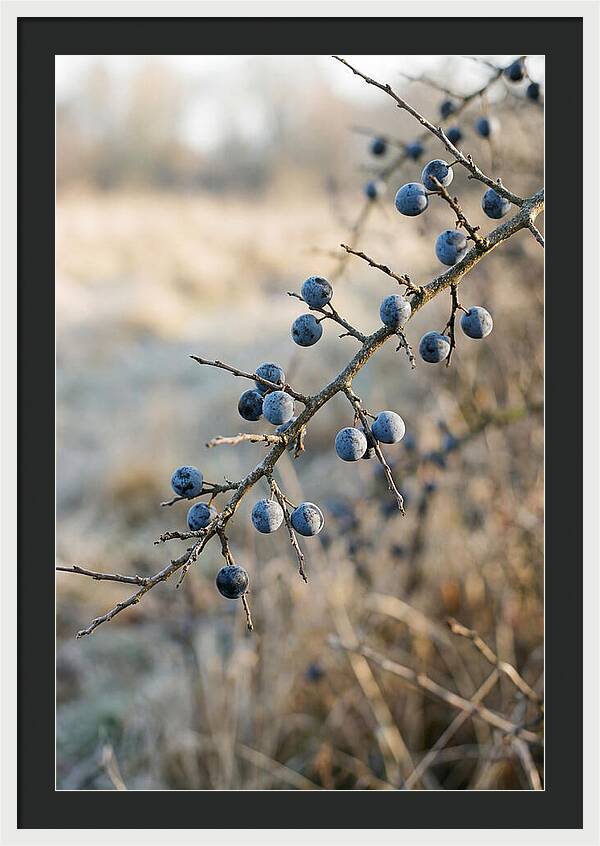 Sloe Berries With Blue Bloom