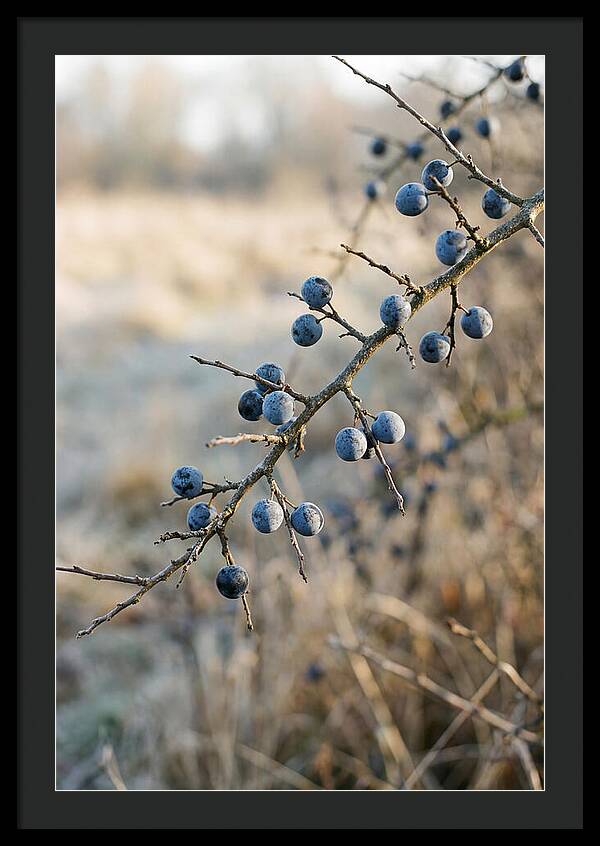 Sloe Berries With Blue Bloom