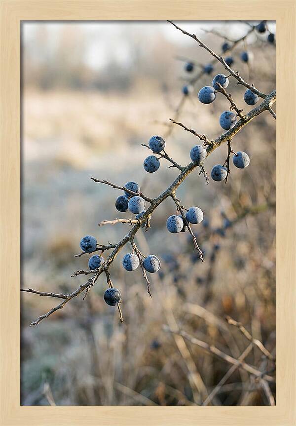 Sloe Berries With Blue Bloom