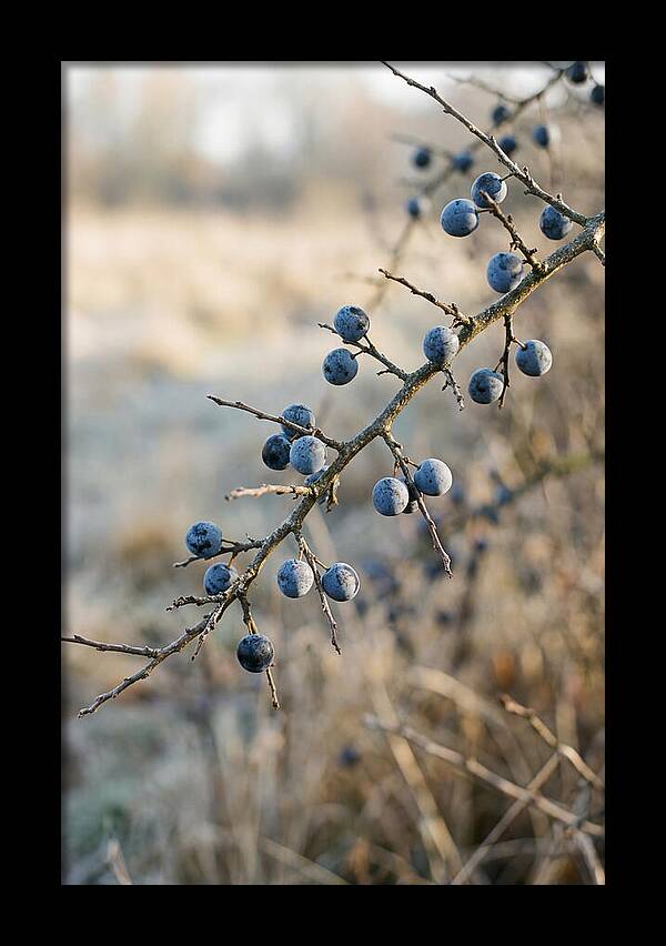 Sloe Berries With Blue Bloom