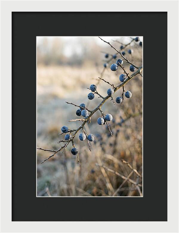 Sloe Berries With Blue Bloom