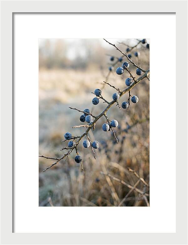 Sloe Berries With Blue Bloom