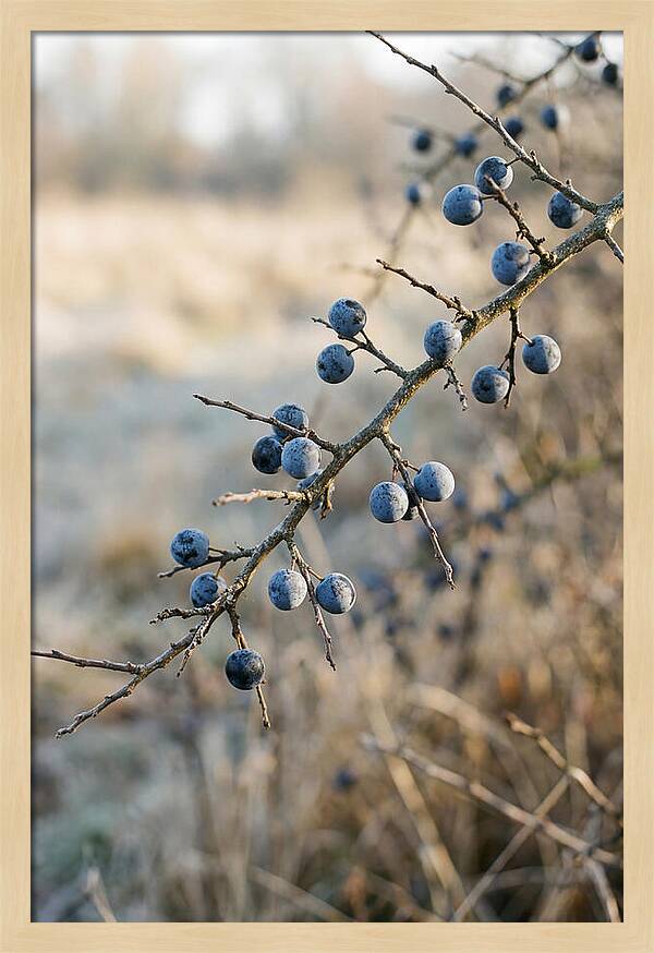 Sloe Berries With Blue Bloom