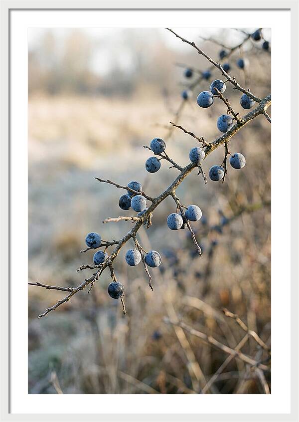 Sloe Berries With Blue Bloom