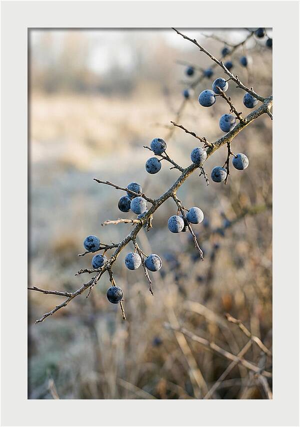 Sloe Berries With Blue Bloom