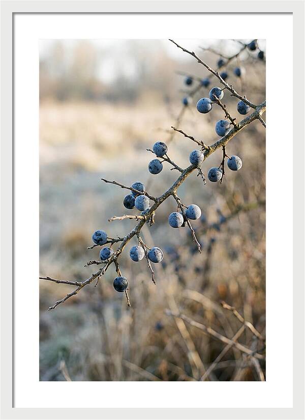 Sloe Berries With Blue Bloom