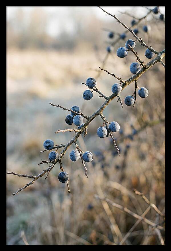 Sloe Berries With Blue Bloom