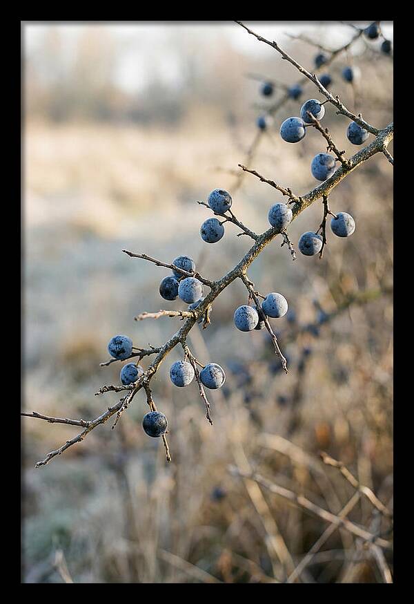 Sloe Berries With Blue Bloom