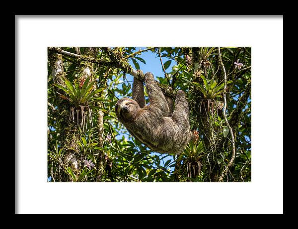 Sloth In A Tropical Embrace