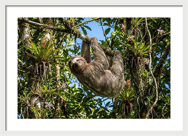 Sloth In A Tropical Embrace