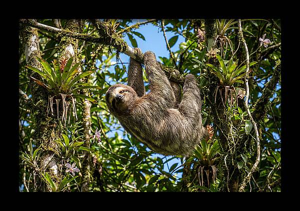 Sloth In A Tropical Embrace