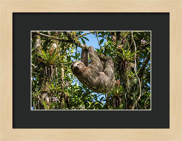 Sloth In A Tropical Embrace
