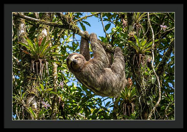 Sloth In A Tropical Embrace