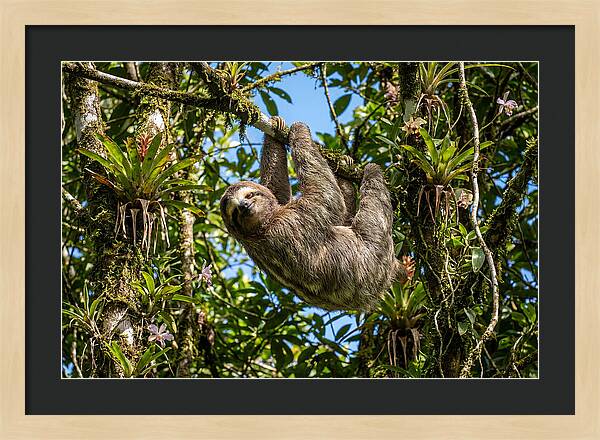 Sloth In A Tropical Embrace