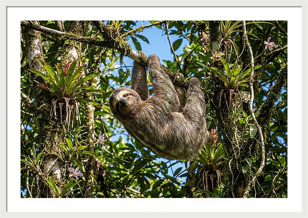 Sloth In A Tropical Embrace