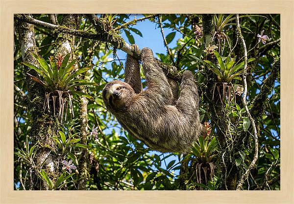 Sloth In A Tropical Embrace