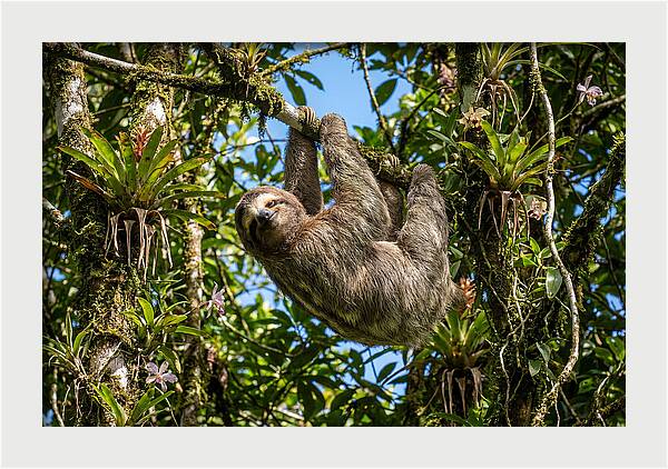 Sloth In A Tropical Embrace