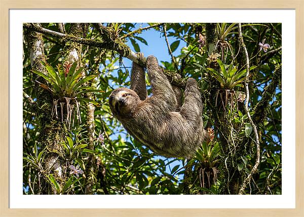 Sloth In A Tropical Embrace