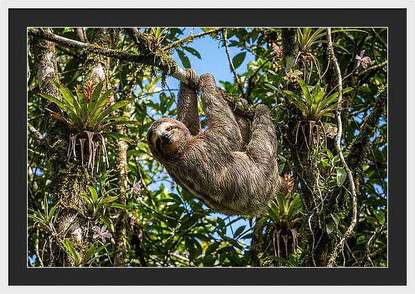 Sloth In A Tropical Embrace