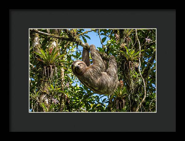 Sloth In A Tropical Embrace