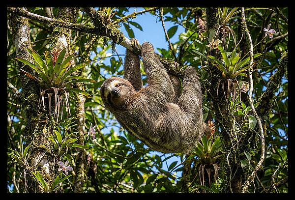 Sloth In A Tropical Embrace