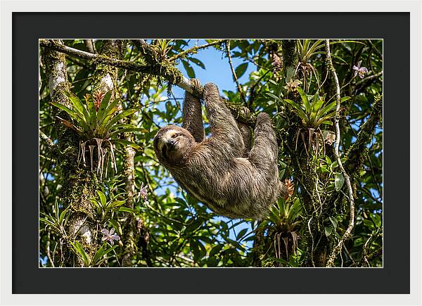 Sloth In A Tropical Embrace