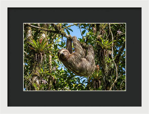 Sloth In A Tropical Embrace