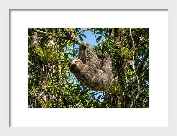 Sloth In A Tropical Embrace