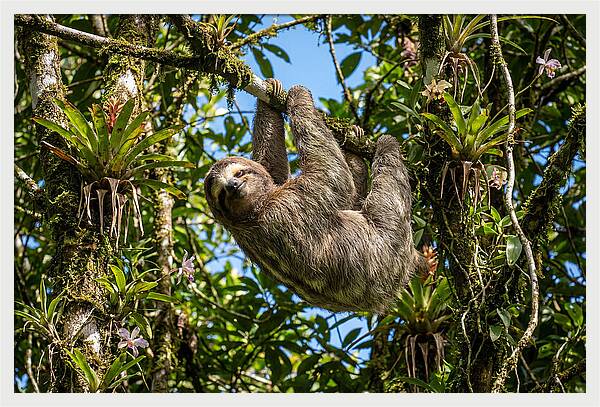 Sloth In A Tropical Embrace