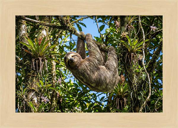 Sloth In A Tropical Embrace