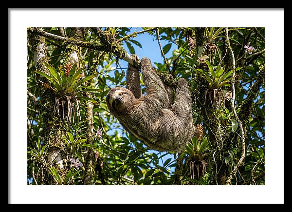 Sloth In A Tropical Embrace