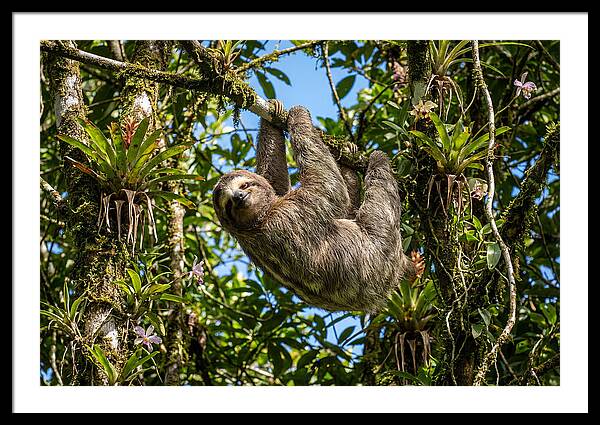 Sloth In A Tropical Embrace