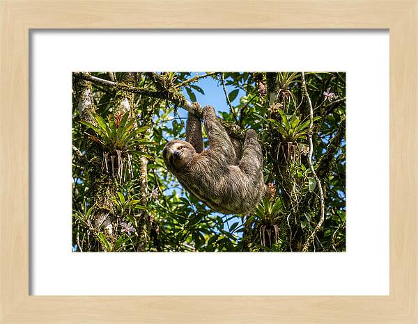 Sloth In A Tropical Embrace