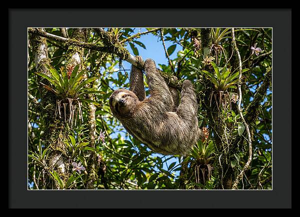 Sloth In A Tropical Embrace