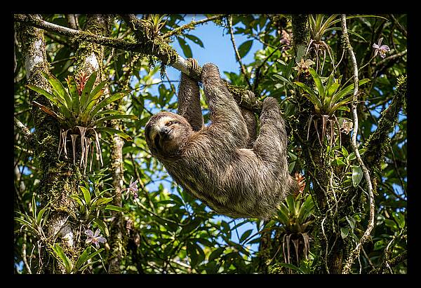 Sloth In A Tropical Embrace